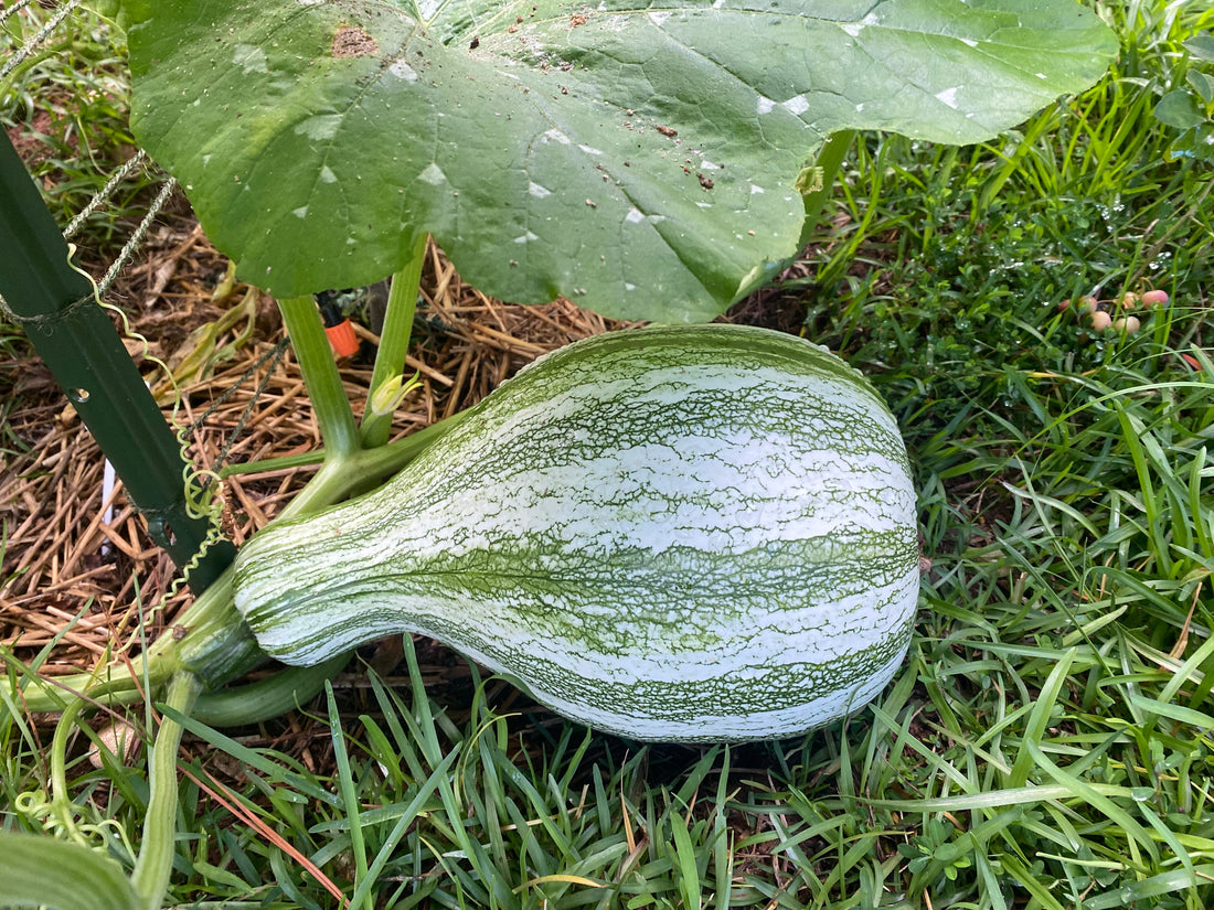 Cushaw Squash – Gardening your Heritage