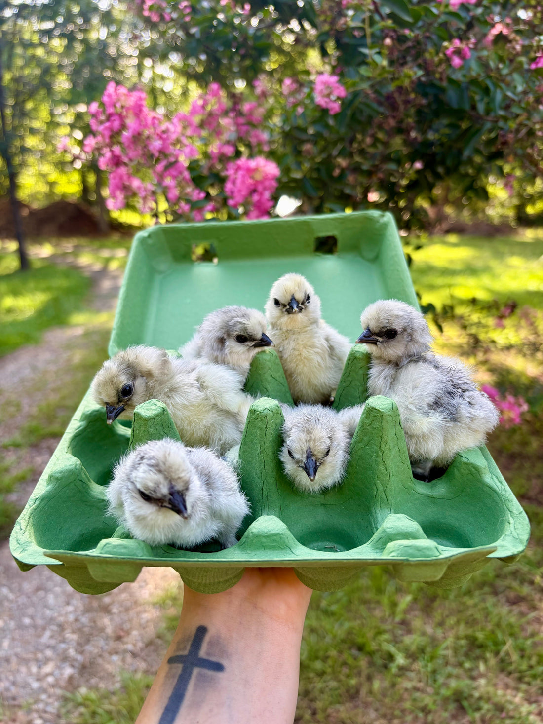 How to Care for Day-Old Chicks: A Beginner’s Guide from Hatch to Henhouse